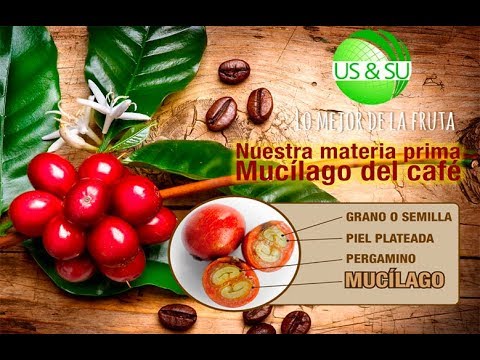 Vídeo: >> El Cafeto: Las Propiedades Beneficiosas Y Los Usos Del Cafeto, El Fruto Del Cafeto, El Cuidado Y El Cultivo