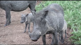 All Warthogs, All The Time