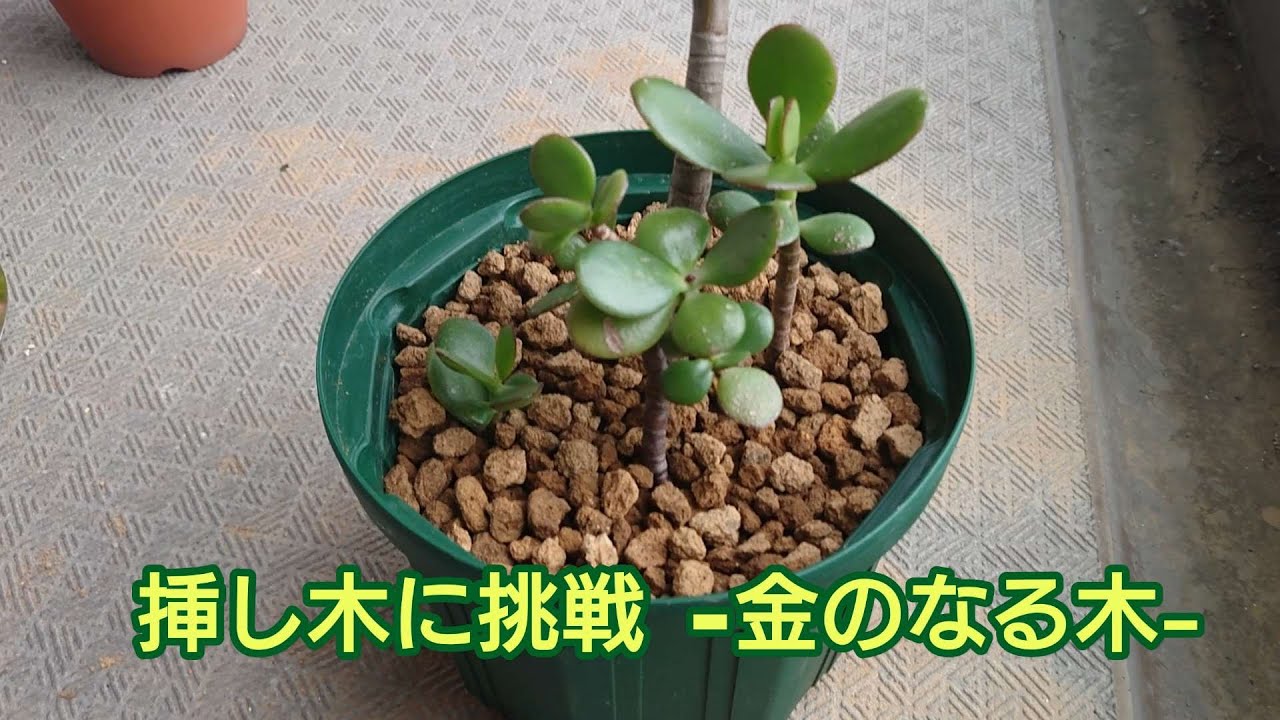 金のなる木 挿し木に挑戦してみる Youtube
