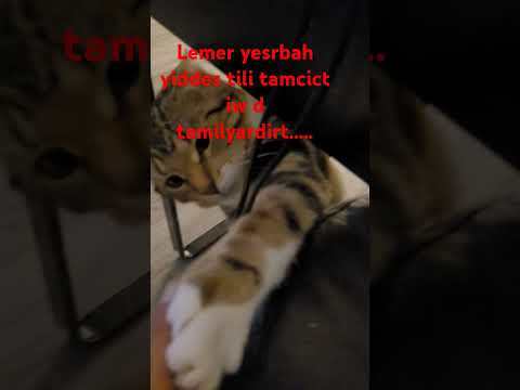 Lukan Yeserbah Yiddes