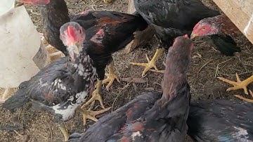 muab qaib los ziab tshav ntuj