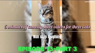 Episode 13Part 3 Five minutes of short comedy videos for three Cats non stop laughing