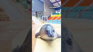 oofPets Ranking: Crazy Animal Moments 🤯 #funny #funnyzoo #pet #pets #reels #trash #viral #zoo