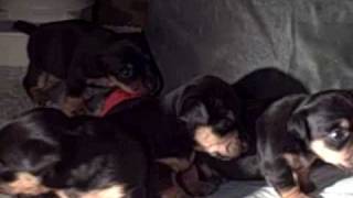 Hunt Terrier Puppies--3 Wks Old