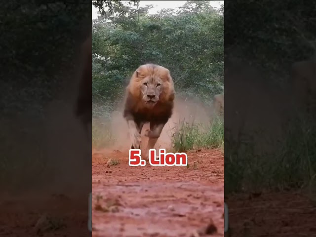 Top 10 Most Beutiful Animals In The World. By-aryan G.S Short Video. #short class=