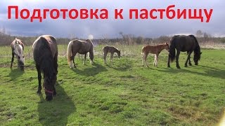 Готовим лошадей к пастбищу Готовим лошадей к пастбищу