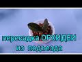 23.04.21.пересадка ОРХИДЕИ из подъезда -4.