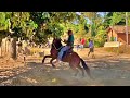 O CAVALO PULOU COM VICENTE *Tour na Fazenda Palmeira* | Gêmeas Brasil