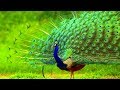        peafowl peacock  top 10 most beautiful birds on planet earth