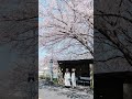 香川の桜を追いかけた日。念願だった紫雲出山の圧巻の景色はもちろん、何気ない町中の景色も桜で溢れていて。一瞬で過ぎてしまう美しい景色を、見逃さないように必死でした...！　#紫雲出山 #香川