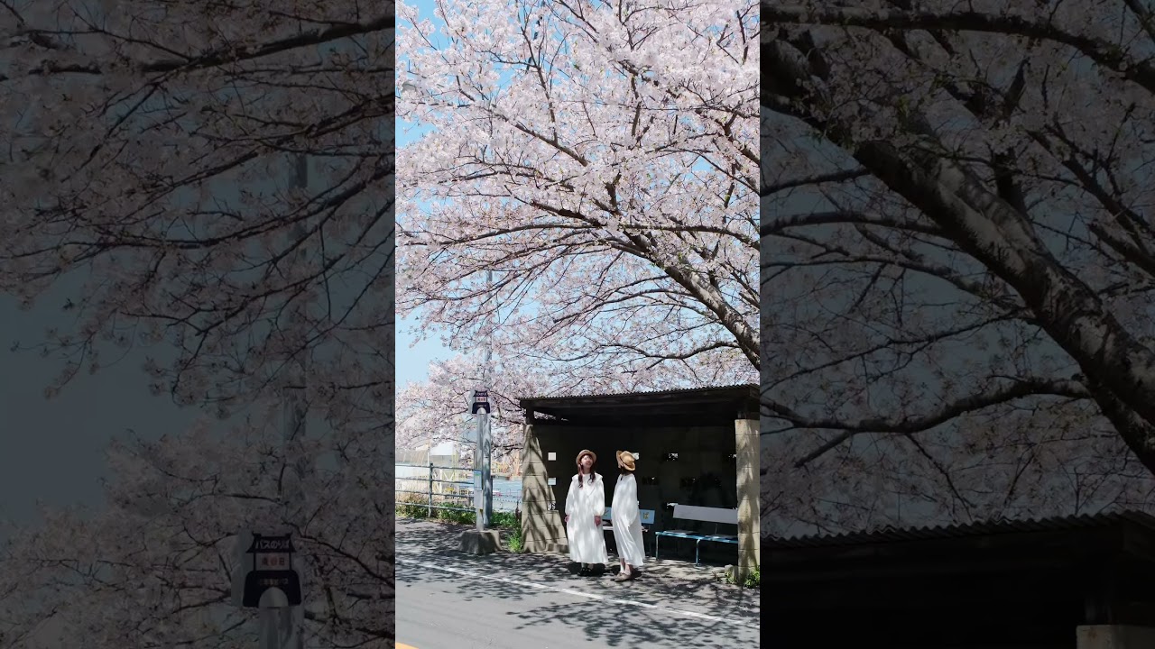 香川の桜を追いかけた日。念願だった紫雲出山の圧巻の景色はもちろん、何気ない町中の景色も桜で溢れていて。一瞬で過ぎてしまう美しい景色を、見逃さないように必死でした...！　#紫雲出山 #香川