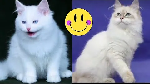 Watch the video about Siberian Cat and kittens playing ASMR 😻 #cat #video #viralvideos