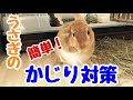 床を噛んでしまううさぎのために簡単にできるかじり対策をご紹介！  /The effective solution for the rabbits biting the floor./