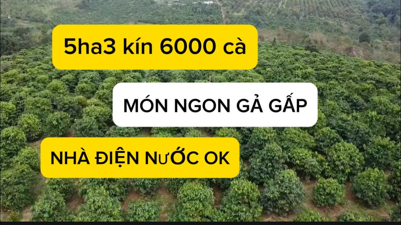 5ha3 kín 6000 cà xanh lùn tổng 7ti7 Alo 0979601651 #datvuongiare #muabandatgiare #bdsdaknong 
