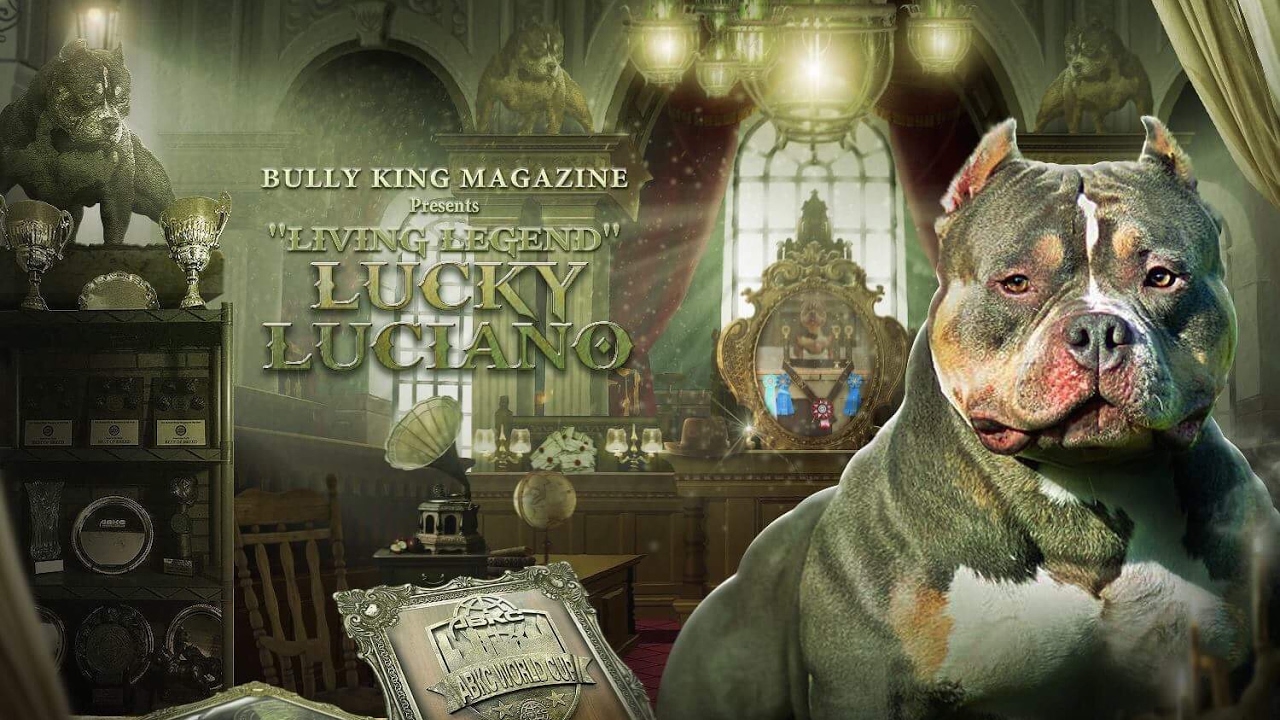 lucky luciano american bully