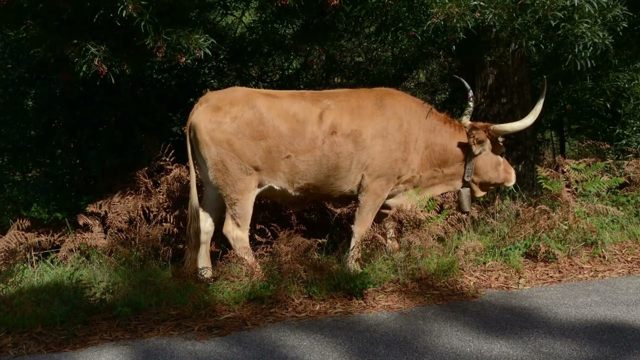 Serra de Arga - 2025 10 01