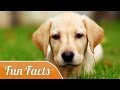 Awesome Facts About Dogs(Videos)