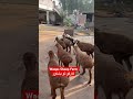 Wait For The End #viral #youtubeshorts #trending #unfrezzmyaccount #fyp