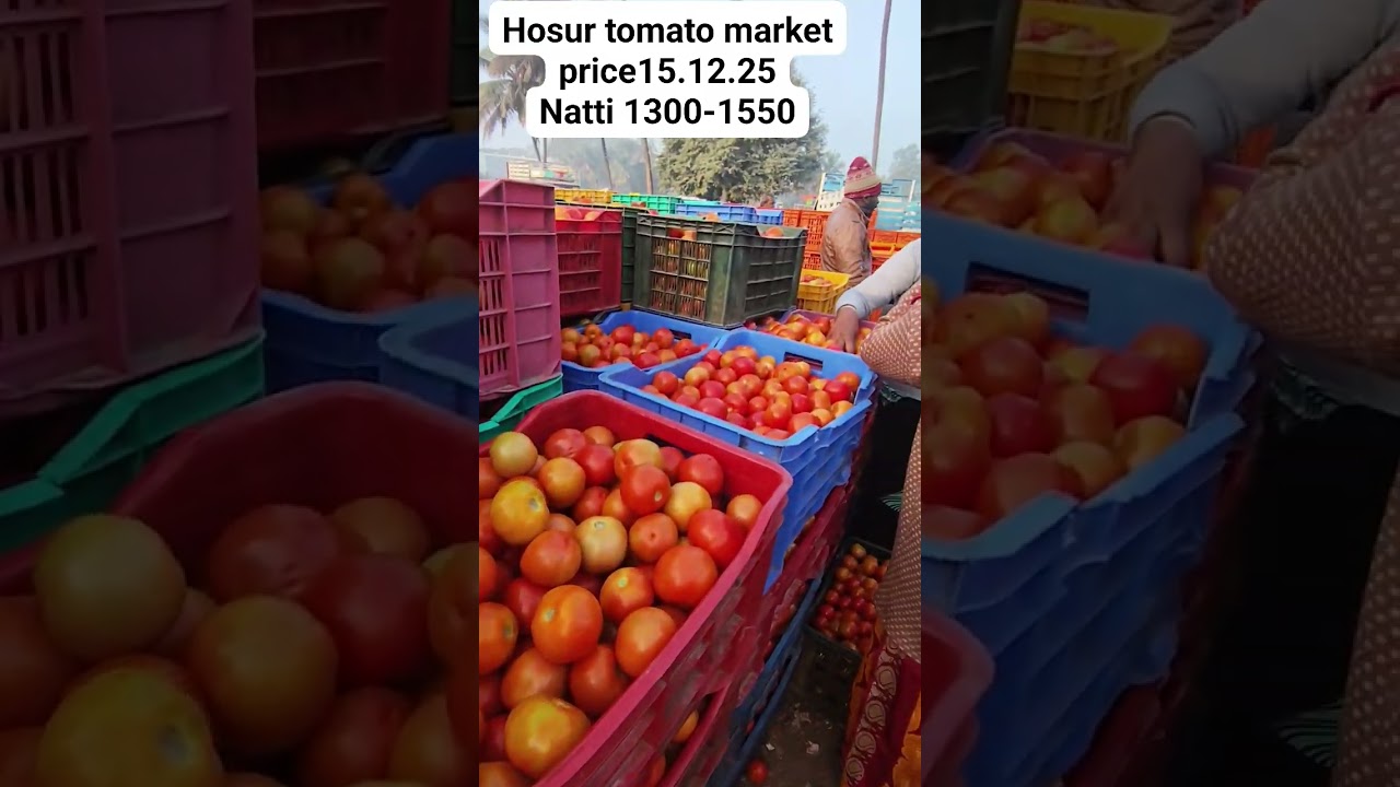 😱price hike😱 Hosur tomato market price-15.12.25