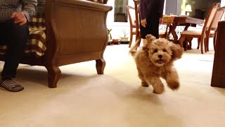 Puppy Loves Visiting Grandparents