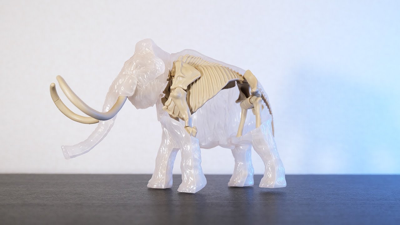 新品　 Maximus Mammoth マンモス New Research Casts Doubt on What Killed the Last Living Mammoth