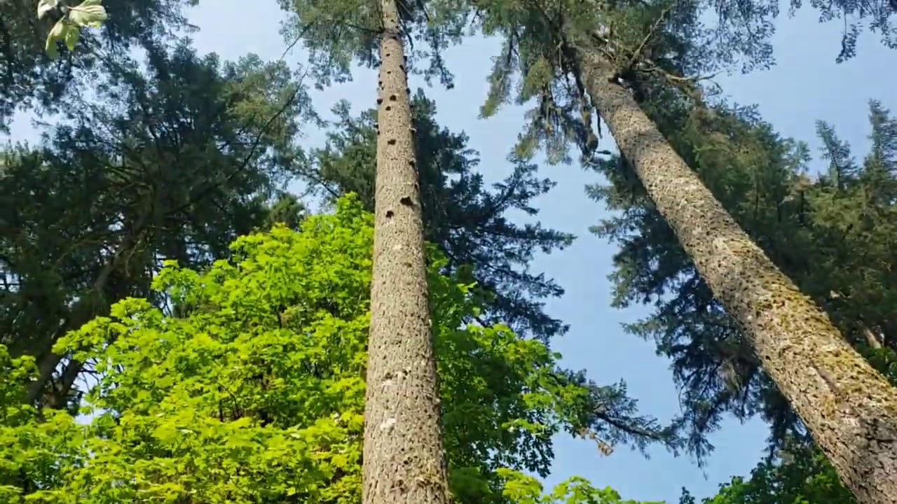 Semi Old Growth Douglas Fir Felling - YouTube