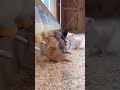 kittens having their milk Time 🐱🥛🍼 #kitten #catのサムネイル