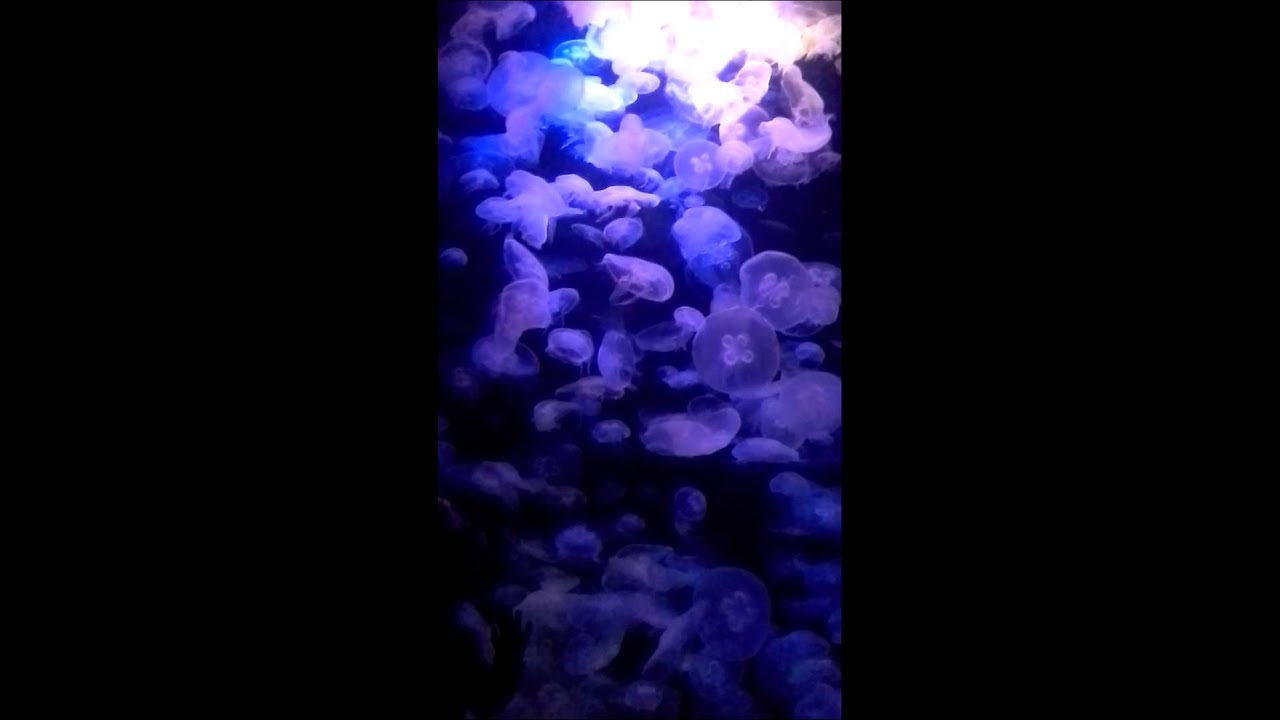 Jellyfish at Maritime Aquarium Norwalk YouTube
