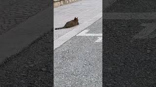 Sorguluyorum 😁 #pets #cat #catlover #kitten #kittenslovers #cats #sokakkedileri #lovers_media