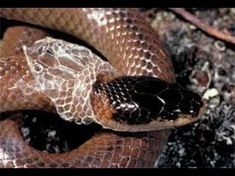Snake Shed Skin - Zoo Lisboa - YouTube