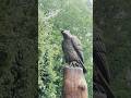 Eagle Sculpture (Wood Artwork)#viral#bestshorts#viralvideo#100millon