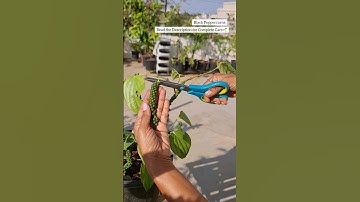 Harvesting Black Peppercorns⚫️ #terracegarden #shorts #youtubeshorts