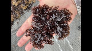 Wildcrafted Purple Irish Moss - Sea Life Found as Bycatch in Hand-Harvested Chondrus Crispus