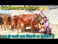 12 से 25 लीटर दूध वाली 11 साहीवाल और राठी गाय बिकाऊ। श्री बालाजी डेयरी फार्म। 11 Sahiwal and Rathi