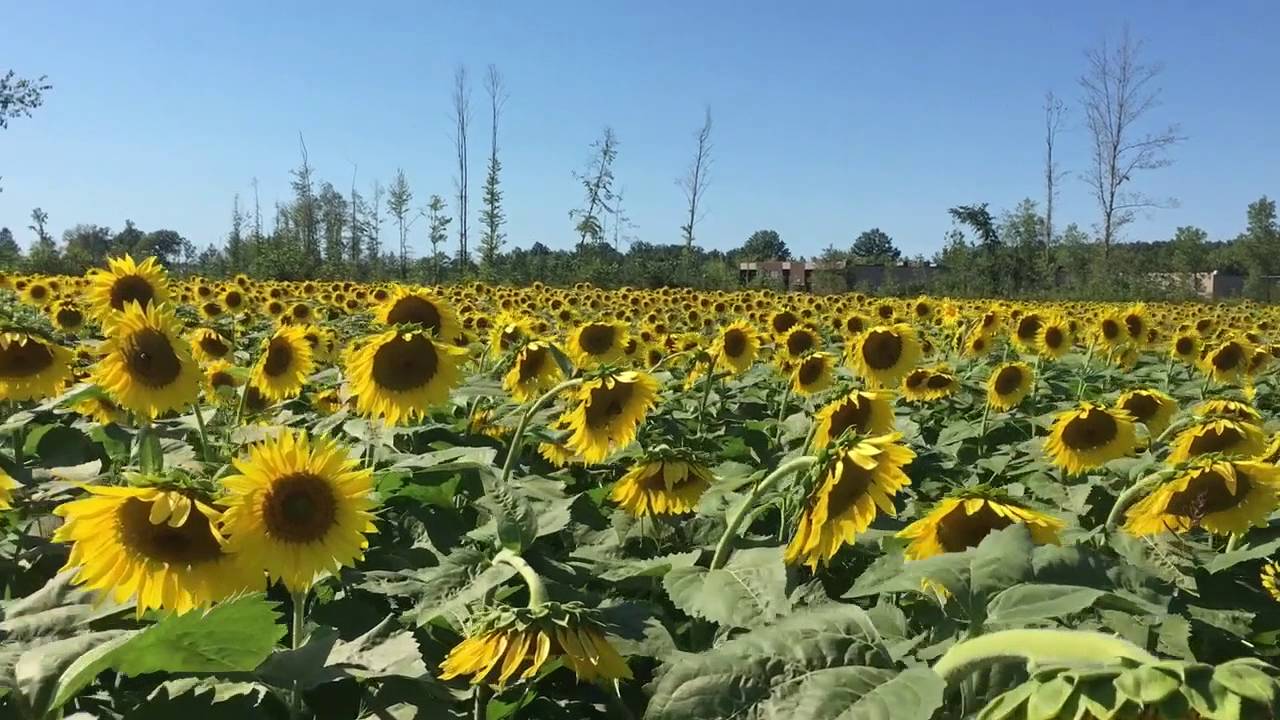 Maria's Sunflower Field of Hope YouTube
