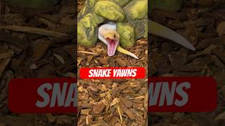 BALL PYTHON YAWNS