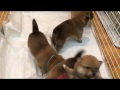 柴犬の５つ子 生後24日　少しずつ離乳食…
