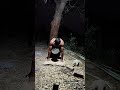 gym 🔥man19🔥#short #shorts #bodybuilding #gym #fitness #tiktok #status #workout #bodybulder #fitlpl
