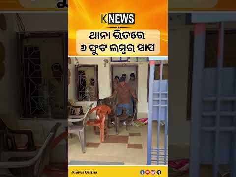 ବ୍ରହ୍ମପୁର ଟାଉନ୍ ଥାନା ପରିସରରୁ ୬ ଫୁଟ ଲମ୍ବର ସାପକୁ ସ୍ନେକ ହେଲପ ଲାଇନ ଉଦ୍ଧାର କରିଛି | Knews Odisha