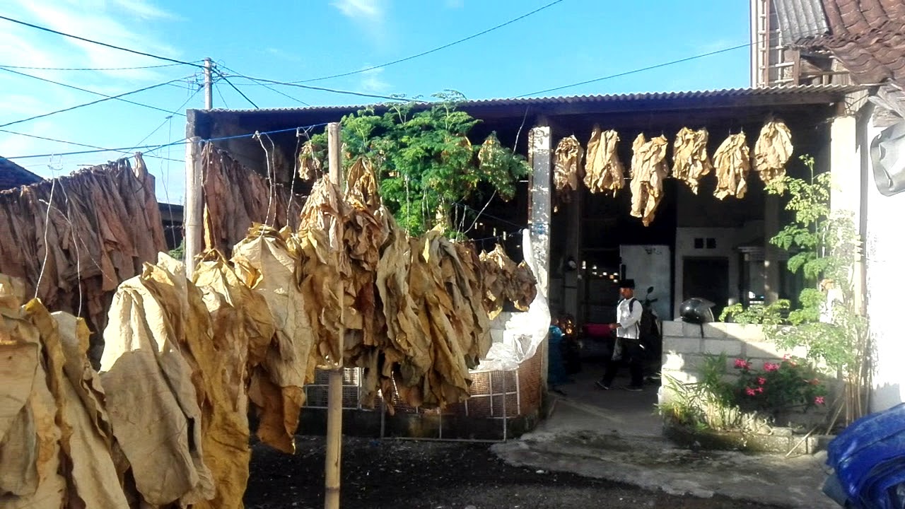 Organic dried taro leaves From Indonesia - YouTube