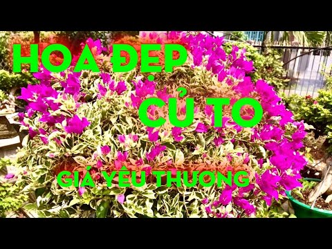Hoa giấy ngũ sắc đẹp nhất quả đất luôn.