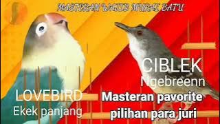 Masteran super ll Lovebird vs Ciblek kristal ngebren