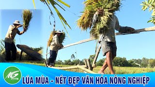 Lúa mùa - Nét đẹp văn hóa nông nghiệp Nam bộ | THKG