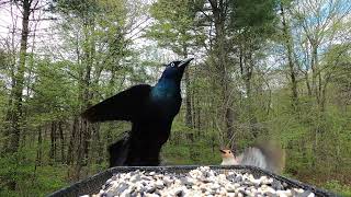 Common Grackles, Red-bellied Woodpeckers, Red-winged Blackbird