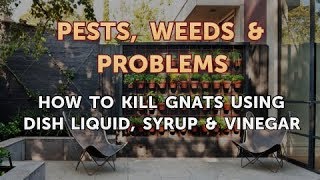 How to Kill Gnats Using Dish Liquid, Syrup & Vinegar