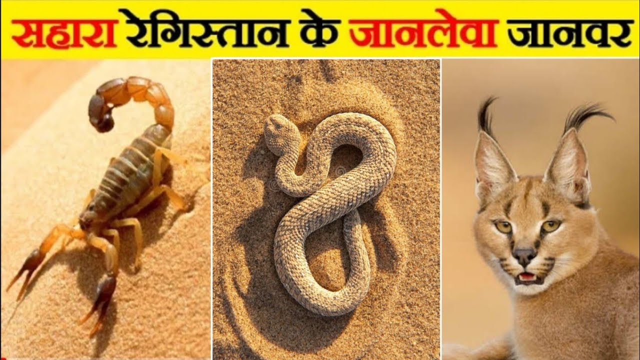 सहारा रेगिस्तान में पाए जाने वाले जानवर |Animals found in sahara desert |サハラ砂漠で発見された動物