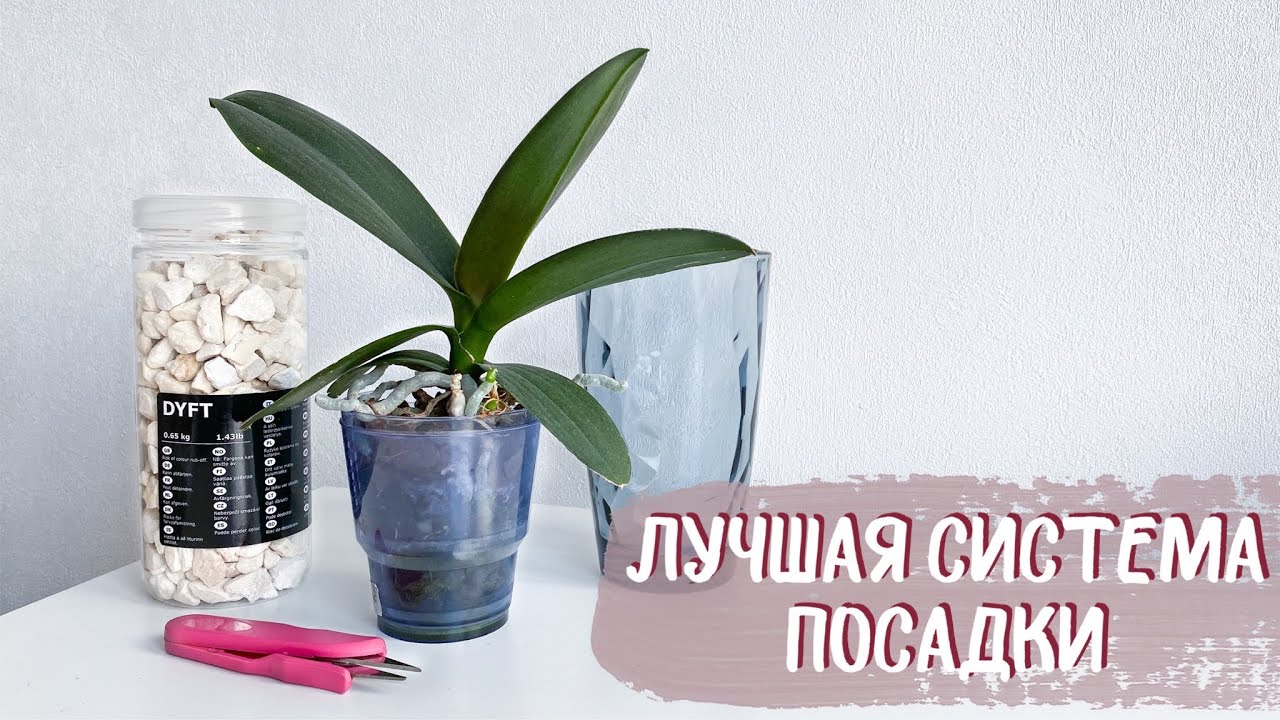 ЛУЧШАЯ СИСТЕМА ПОСАДКИ для азиатской орхидеи