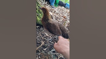 poj qaib qus zoo nkauj.gà rừng mái rất đẹp