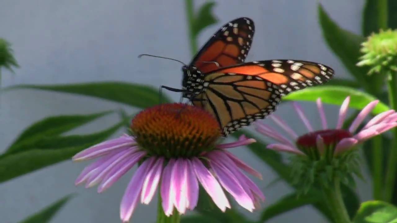 Monarch Butterfly in Flower Bed