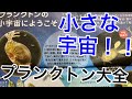 海洋堂カプセルQ プランクトン大全！ 素晴らしきミクロコスモスの世界